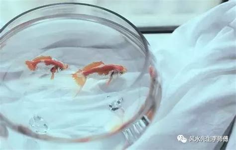 什麼魚招財|新手必看：5種易養魚種